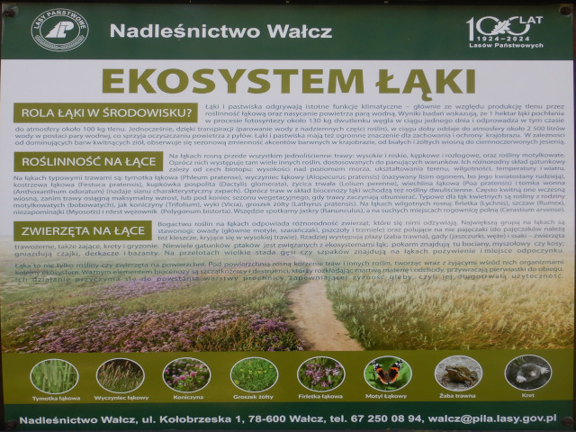 czaplinek2